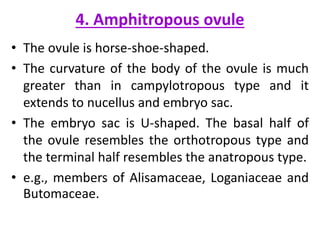 4. Amphitropous ovule
• The ovule is horse-shoe-shaped.
• The curvature of the body of the ovule is much
greater than in campylotropous type and it
extends to nucellus and embryo sac.
• The embryo sac is U-shaped. The basal half of
the ovule resembles the orthotropous type and
the terminal half resembles the anatropous type.
• e.g., members of Alisamaceae, Loganiaceae and
Butomaceae.
 