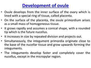 Development of ovule
• Ovule develops from the inner surface of the ovary which is
lined with a special ring of tissue, called placenta.
• On the surface of the placenta, the ovule primordium arises
as a small mass of homogeneous tissue.
• It grows rapidly and assumes a conical shape, with a rounded
tip which is the future nucellus.
• It increases in size by repeated division and projects out.
• Simultaneously, the integument primordia originate close to
the base of the nucellar tissue and grow upwards forming the
integuments.
• The integuments develop faster and completely cover the
nucellus, except in the micropylar region.
 