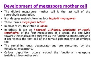 Development of megaspore mother cell
• The diploid megaspore mother cell is the last cell of the
sporophytic generation.
• It undergoes meiosis, forming four haploid megaspores.
• These form a megaspore tetrad.
• In most cases, this tetrad is linear.
• In others, it can be T-shaped, 1-shaped, decussate, or rarely
tetrahedral of the four megaspores of a tetrad, the one lying
towards the chalazal end survives as the functional megaspore and
it represents the first cell of the female gametophyte or embryo
sac.
• The remaining ones degenerate and are consumed by the
functional megaspore.
• Callose deposition occurs around the functional megaspore
isolating it from other cells.
 