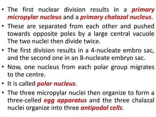 • The first nuclear division results in a primary
micropylar nucleus and a primary chalazal nucleus.
• These are separated from each other and pushed
towards opposite poles by a large central vacuole
The two nuclei then divide twice.
• The first division results in a 4-nucleate embro sac,
and the second one in an 8-nucleate embryo sac.
• Now, one nucleus from each polar group migrates
to the centre.
• It is called polar nucleus.
• The three micropylar nuclei then organize to form a
three-celled egg apparatus and the three chalazal
nuclei organize into three antipodal cells.
 