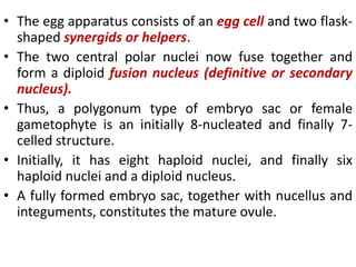 • The egg apparatus consists of an egg cell and two flask-
shaped synergids or helpers.
• The two central polar nuclei now fuse together and
form a diploid fusion nucleus (definitive or secondary
nucleus).
• Thus, a polygonum type of embryo sac or female
gametophyte is an initially 8-nucleated and finally 7-
celled structure.
• Initially, it has eight haploid nuclei, and finally six
haploid nuclei and a diploid nucleus.
• A fully formed embryo sac, together with nucellus and
integuments, constitutes the mature ovule.
 
