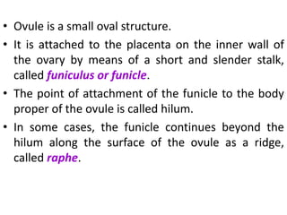 • Ovule is a small oval structure.
• It is attached to the placenta on the inner wall of
the ovary by means of a short and slender stalk,
called funiculus or funicle.
• The point of attachment of the funicle to the body
proper of the ovule is called hilum.
• In some cases, the funicle continues beyond the
hilum along the surface of the ovule as a ridge,
called raphe.
 