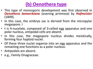 (b) Oenothera type
• This type of monosporic development was first observed in
Oenothera lamarckiana (evening primrose) by Hofmeister
(1849).
• In this case, the embryo sac is derived from the micropylar
megaspore. I
• t is 4-nucelate, composed of 3-celled egg apparatus and one
polar nucleus, antipodal cells are absent.
• In this case, the megaspore nucleus divides meiotically,
forming four haploid nuclei.
• Of these three nuclei organize into an egg apparatus and the
remaining one functions as a polar nucleus.
• Antipodals are absent.
• e.g., Family Onagraceae.
 