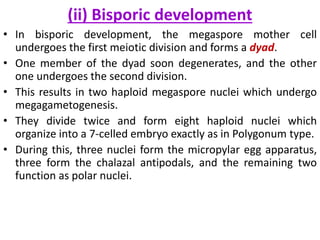 (ii) Bisporic development
• In bisporic development, the megaspore mother cell
undergoes the first meiotic division and forms a dyad.
• One member of the dyad soon degenerates, and the other
one undergoes the second division.
• This results in two haploid megaspore nuclei which undergo
megagametogenesis.
• They divide twice and form eight haploid nuclei which
organize into a 7-celled embryo exactly as in Polygonum type.
• During this, three nuclei form the micropylar egg apparatus,
three form the chalazal antipodals, and the remaining two
function as polar nuclei.
 