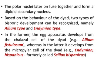 • The polar nuclei later on fuse together and form a
diploid secondary nucleus.
• Based on the behaviour of the dyad, two types of
bisporic development can be recognized, namely
Allium type and Endymion type.
• In the former, the egg apparatus develops from
the chalazal cell of the dyad (e.g.. Allium
fistulosum), whereas in the latter it develops from
the micropylar cell of the dyad (e.g., Endymion,
hispanicus - formerly called Scillax hispanicus)
 