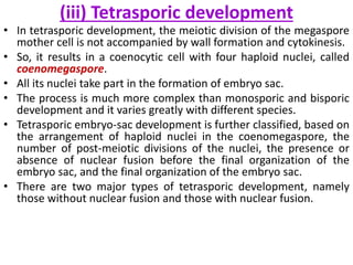 (iii) Tetrasporic development
• In tetrasporic development, the meiotic division of the megaspore
mother cell is not accompanied by wall formation and cytokinesis.
• So, it results in a coenocytic cell with four haploid nuclei, called
coenomegaspore.
• All its nuclei take part in the formation of embryo sac.
• The process is much more complex than monosporic and bisporic
development and it varies greatly with different species.
• Tetrasporic embryo-sac development is further classified, based on
the arrangement of haploid nuclei in the coenomegaspore, the
number of post-meiotic divisions of the nuclei, the presence or
absence of nuclear fusion before the final organization of the
embryo sac, and the final organization of the embryo sac.
• There are two major types of tetrasporic development, namely
those without nuclear fusion and those with nuclear fusion.
 