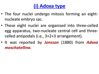 (i) Adoxa type
• The four nuclei undergo mitosis forming an eight-
nucleate embryo sac.
• These eight nuclei are organised into three-celled
egg apparatus, two-nucleate central cell and three-
celled antipodals (i.e., 3+2+3 arrangement).
• It was reported by Jonsson (1880) from Adoxa
moschatellina.
 