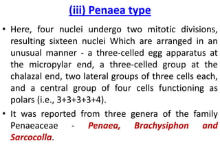 (iii) Penaea type
• Here, four nuclei undergo two mitotic divisions,
resulting sixteen nuclei Which are arranged in an
unusual manner - a three-celled egg apparatus at
the micropylar end, a three-celled group at the
chalazal end, two lateral groups of three cells each,
and a central group of four cells functioning as
polars (i.e., 3+3+3+3+4).
• It was reported from three genera of the family
Penaeaceae - Penaea, Brachysiphon and
Sarcocolla.
 
