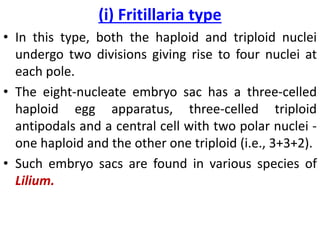 (i) Fritillaria type
• In this type, both the haploid and triploid nuclei
undergo two divisions giving rise to four nuclei at
each pole.
• The eight-nucleate embryo sac has a three-celled
haploid egg apparatus, three-celled triploid
antipodals and a central cell with two polar nuclei -
one haploid and the other one triploid (i.e., 3+3+2).
• Such embryo sacs are found in various species of
Lilium.
 