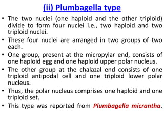 (ii) Plumbagella type
• The two nuclei (one haploid and the other triploid)
divide to form four nuclei i.e., two haploid and two
triploid nuclei.
• These four nuclei are arranged in two groups of two
each.
• One group, present at the micropylar end, consists of
one haploid egg and one haploid upper polar nucleus.
• The other group at the chalazal end consists of one
triploid antipodal cell and one triploid lower polar
nucleus.
• Thus, the polar nucleus comprises one haploid and one
triploid set.
• This type was reported from Plumbagella micrantha.
 