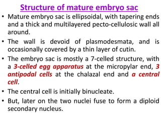 Structure of mature embryo sac
• Mature embryo sac is ellipsoidal, with tapering ends
and a thick and multilayered pecto-cellulosic wall all
around.
• The wall is devoid of plasmodesmata, and is
occasionally covered by a thin layer of cutin.
• The embryo sac is mostly a 7-celled structure, with
a 3-celled egg apparatus at the micropylar end, 3
antipodal cells at the chalazal end and a central
cell.
• The central cell is initially binucleate.
• But, later on the two nuclei fuse to form a diploid
secondary nucleus.
 