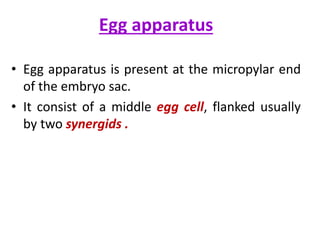 Egg apparatus
• Egg apparatus is present at the micropylar end
of the embryo sac.
• It consist of a middle egg cell, flanked usually
by two synergids .
 