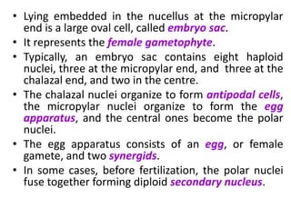 • Lying embedded in the nucellus at the micropylar
end is a large oval cell, called embryo sac.
• It represents the female gametophyte.
• Typically, an embryo sac contains eight haploid
nuclei, three at the micropylar end, and three at the
chalazal end, and two in the centre.
• The chalazal nuclei organize to form antipodal cells,
the micropylar nuclei organize to form the egg
apparatus, and the central ones become the polar
nuclei.
• The egg apparatus consists of an egg, or female
gamete, and two synergids.
• In some cases, before fertilization, the polar nuclei
fuse together forming diploid secondary nucleus.
 