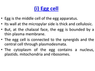 (i) Egg cell
• Egg is the middle cell of the egg apparatus.
• Its wall at the micropylar side is thick and cellulosic.
• But, at the chalazal face, the egg is bounded by a
thin plasma membrane.
• The egg cell is connected to the synergids and the
central cell through plasmodesmata.
• The cytoplasm of the egg contains a nucleus,
plastids. mitochondria and ribosomes.
 