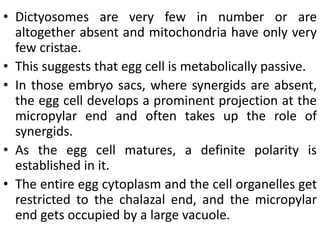 • Dictyosomes are very few in number or are
altogether absent and mitochondria have only very
few cristae.
• This suggests that egg cell is metabolically passive.
• In those embryo sacs, where synergids are absent,
the egg cell develops a prominent projection at the
micropylar end and often takes up the role of
synergids.
• As the egg cell matures, a definite polarity is
established in it.
• The entire egg cytoplasm and the cell organelles get
restricted to the chalazal end, and the micropylar
end gets occupied by a large vacuole.
 