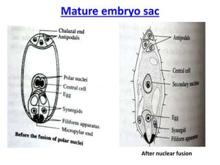 Mature embryo sac
After nuclear fusion
 
