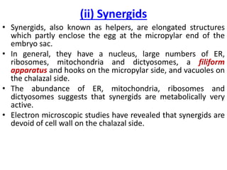 (ii) Synergids
• Synergids, also known as helpers, are elongated structures
which partly enclose the egg at the micropylar end of the
embryo sac.
• In general, they have a nucleus, large numbers of ER,
ribosomes, mitochondria and dictyosomes, a filiform
apparatus and hooks on the micropylar side, and vacuoles on
the chalazal side.
• The abundance of ER, mitochondria, ribosomes and
dictyosomes suggests that synergids are metabolically very
active.
• Electron microscopic studies have revealed that synergids are
devoid of cell wall on the chalazal side.
 