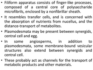 • Filiform apparatus consists of finger-like processes,
composed of a central core of polysaccharide
microfibrils, enclosed by a nonfibrillar sheath.
• It resembles transfer cells, and is concerned with
the absorption of nutrients from nucellus, and the
distance-transport of metabolites.
• Plasmodesmata may be present between synergids,
central cell and egg.
• In some angiosperms, in addition to
plasmodesmata, some membrane-bound vesicular
structures also extend between synergids and
central cell.
• These probably act as channels for the transport of
metabolic products and other materials.
 
