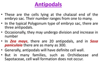 Antipodals
• These are the cells lying at the chalazal end of the
embryo sac. Their number ranges from one to many.
• In the typical Polygonum type of embryo sac, there are
three antipodals.
• Occasionally, they may undergo division and increase in
number
• In Zea mays, there are 20 antipodals, and in Sosa
paniculaia there are as many as 300.
• Generally, antipodals will have definite cell wall.
• But in many families, such as Orchidaceae and
Sapotaceae, cell wall formation does not occur.
 