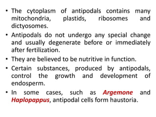 • The cytoplasm of antipodals contains many
mitochondria, plastids, ribosomes and
dictyosomes.
• Antipodals do not undergo any special change
and usually degenerate before or immediately
after fertilization.
• They are believed to be nutritive in function.
• Certain substances, produced by antipodals,
control the growth and development of
endosperm.
• In some cases, such as Argemone and
Haplopappus, antipodal cells form haustoria.
 