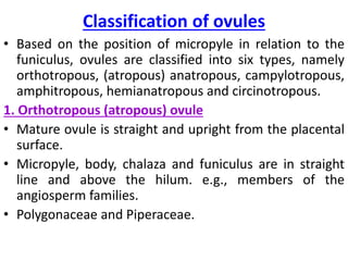 Classification of ovules
• Based on the position of micropyle in relation to the
funiculus, ovules are classified into six types, namely
orthotropous, (atropous) anatropous, campylotropous,
amphitropous, hemianatropous and circinotropous.
1. Orthotropous (atropous) ovule
• Mature ovule is straight and upright from the placental
surface.
• Micropyle, body, chalaza and funiculus are in straight
line and above the hilum. e.g., members of the
angiosperm families.
• Polygonaceae and Piperaceae.
 