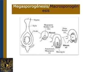 Megasporogénesis/Macrosporogén
esis
 