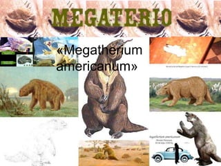 Megatherium
«Megatherium
americanum»
 