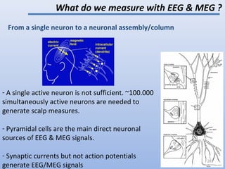 From a single neuron to a neuronal assembly/column
- A single active neuron is not sufficient. ~100.000
simultaneously active neurons are needed to
generate scalp measures.
- Pyramidal cells are the main direct neuronal
sources of EEG & MEG signals.
- Synaptic currents but not action potentials
generate EEG/MEG signals
What do we measure with EEG & MEG ?
28
 