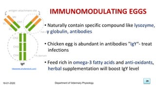 20
18-01-2020 Department of Veterinary Physiology
20
IMMUNOMODULATING EGGS
• Naturally contain specific compound like lysozyme,
γ globulin, antibodies
• Chicken egg is abundant in antibodies "IgY“- treat
infections
• Feed rich in omega-3 fatty acids and anti-oxidants,
herbal supplementation will boost IgY level
httpswww.shutterstock.com/
 