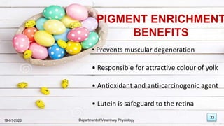 23
• Prevents muscular degeneration
• Responsible for attractive colour of yolk
• Antioxidant and anti-carcinogenic agent
• Lutein is safeguard to the retina
PIGMENT ENRICHMENT
BENEFITS
18-01-2020 Department of Veterinary Physiology
23
 