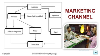 30
18-01-2020 Department of Veterinary Physiology
30
your.health.net.au
 