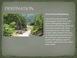 Sacred Forest Mawphlang
One of the most celebrated
sacred-groves of the State is the
grove at Mawphlang about 25
kilometres off Shillong. Preserved
since time immemorial, these
sacred groves have wide range
of flora, thick cushion of humus
on the grounds accumulated over
the centuries, and trees heavily
loaded with epiphytic growth
of aroids, pipers, ferns, fern-allies
and orchids.
 