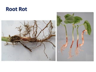 Root Rot
 