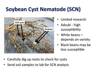 Soybean Cyst Nematode (SCN)
• Limited research
• Adzuki - high
susceptibility
• White beans –
depends on variety
• Black beans may be
less susceptible
• Carefully dig up roots to check for cysts
• Send soil samples to lab for SCN analysis
 