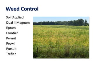Weed Control
Soil Applied
Dual II Magnum
Eptam
Frontier
Permit
Prowl
Pursuit
Treflan
 