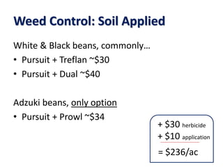 Weed Control: Soil Applied
White & Black beans, commonly…
• Pursuit + Treflan ~$30
• Pursuit + Dual ~$40
Adzuki beans, only option
• Pursuit + Prowl ~$34
+ $30 herbicide
+ $10 application
= $236/ac
 