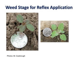 Weed Stage for Reflex Application
Photos: M. Cowbrough
 