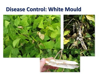 Disease Control: White Mould
 