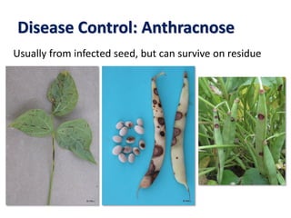 Disease Control: Anthracnose
Usually from infected seed, but can survive on residue
 