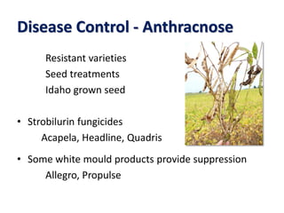 Disease Control - Anthracnose
Resistant varieties
Seed treatments
Idaho grown seed
• Strobilurin fungicides
Acapela, Headline, Quadris
• Some white mould products provide suppression
Allegro, Propulse
 