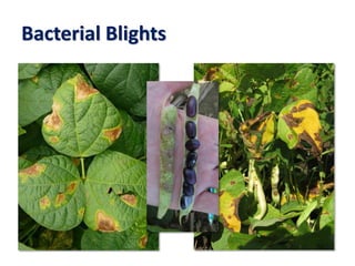 Bacterial Blights
 