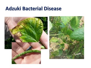 Adzuki Bacterial Disease
 
