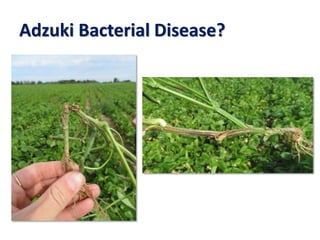 Adzuki Bacterial Disease?
 