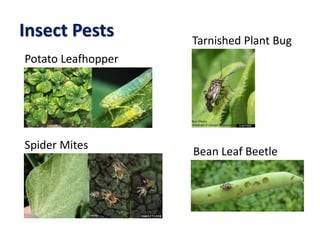 Insect Pests
Potato Leafhopper
Spider Mites
Tarnished Plant Bug
Bean Leaf Beetle
 
