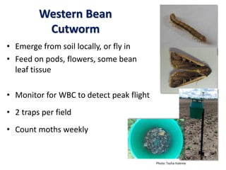 Western Bean
Cutworm
• Emerge from soil locally, or fly in
• Feed on pods, flowers, some bean
leaf tissue
• Monitor for WBC to detect peak flight
• 2 traps per field
• Count moths weekly
Photo: Tasha Valente
 