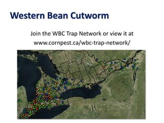 Western Bean Cutworm
Join the WBC Trap Network or view it at
www.cornpest.ca/wbc-trap-network/
 