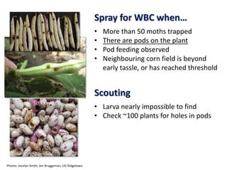 Photos: Jocelyn Smith, Jen Bruggeman, UG Ridgetown
Spray for WBC when…
• More than 50 moths trapped
• There are pods on the plant
• Pod feeding observed
• Neighbouring corn field is beyond
early tassle, or has reached threshold
Scouting
• Larva nearly impossible to find
• Check ~100 plants for holes in pods
 