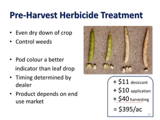 Pre-Harvest Herbicide Treatment
• Even dry down of crop
• Control weeds
• Pod colour a better
indicator than leaf drop
• Timing determined by
dealer
• Product depends on end
use market
333333
+ $11 desiccant
+ $10 application
+ $40harvesting
= $395/ac
 