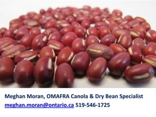 Meghan Moran, OMAFRA Canola & Dry Bean Specialist
meghan.moran@ontario.ca 519-546-1725
 
