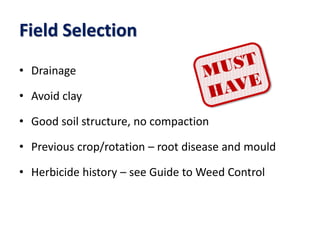 Field Selection
• Drainage
• Avoid clay
• Good soil structure, no compaction
• Previous crop/rotation – root disease and mould
• Herbicide history – see Guide to Weed Control
 